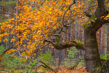 closeup red oak tree in forest, sasonal natural scene