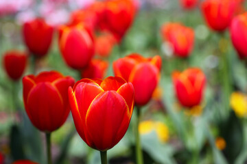 Beautiful deep red tulips.