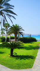Fototapeta na wymiar palm trees bushes lawn summer sea blue sky sunny resort vacation vacation beautiful landscape cyprus