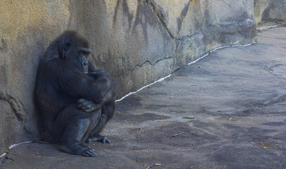 A large adult female gorilla looks on and contemplates on a beautiful day at the Pittsburgh zoo.