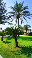 Obraz premium palm trees bushes lawn summer sea blue sky sunny resort vacation vacation beautiful landscape cyprus