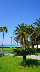 Fototapeta na wymiar palm trees bushes lawn summer sea blue sky sunny resort vacation vacation beautiful landscape cyprus