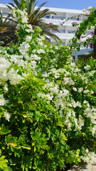 hotel grounds garden palm trees flowers shrubs path lawn cyprus summer vacation garden resort summer