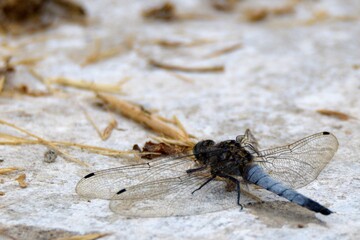 male broad-bodied chaser dragonfly sitting on white ground 