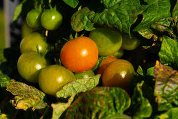 Green and orange tomatoes in warm sunlight.