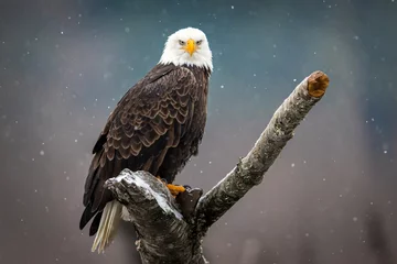 Fototapeten Eagle Portrait 4 © Bob