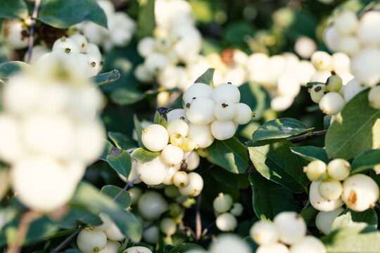 Close up on the white berries of a Symphoricarpos x doorenbosii. This plant produces white berries during autumn and winter seasons. This cultivar is the Symphoricarpos x doorenbosii &ldquo;Magical Galaxy&rdquo;.
