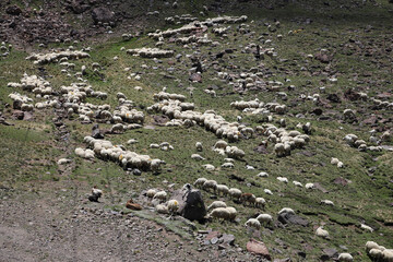 Aerial view of flock of sheep