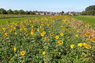 Aerial from a field of sunflowers in the countryside from the Netherlands