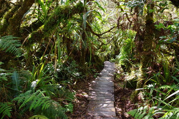 Sentier de randonnée à l'île de la Réunion