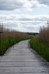 Wooden pathway in landscape of reeds near Silkeborg in Denmark. Called Trækstien.