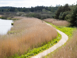 Wooden pathway in landscape of reeds near Silkeborg in Denmark. Called Trækstien.