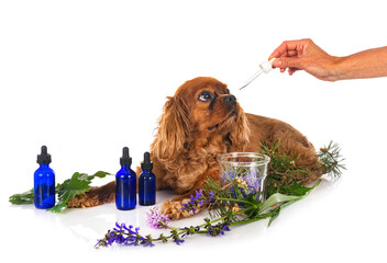 alternative medicine for dog