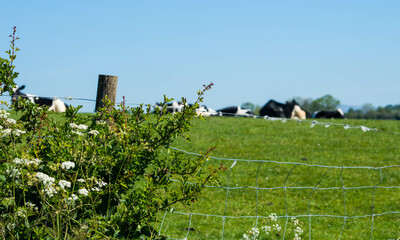 Farmers field with lush green grass, and Friesian cows with blue sky and space for text or copy