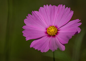 Fototapeta premium Flower