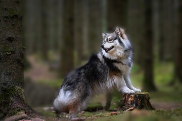 Portrait of a purebred Finnish Lapphund dog