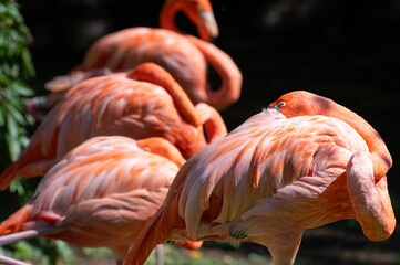 Obraz na płótnie Canvas flamingo