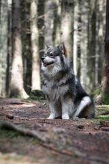 Portrait of a purebred Finnish Lapphund dog