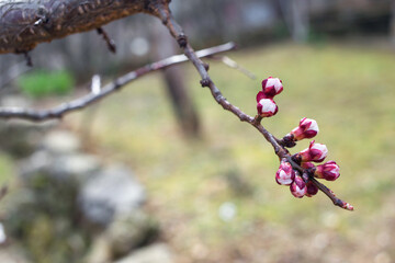 Pink Spring Flower Buds. Copy space, space for text, context, background.