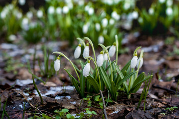 Lot of small snowdrop flowers in spring forest