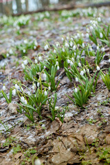 Early delicate snowdrop flowers in spring forest