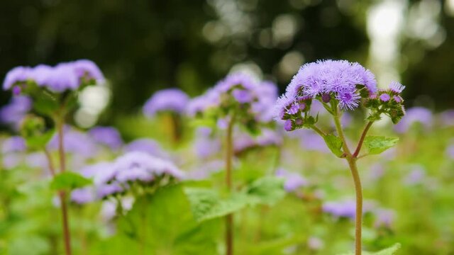 The lilac forest flower sways in the wind. Flower on bokeh background