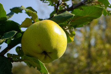 Close-up of a green apple on an apple tree