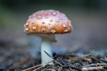 Mushroom. Amanita mushrooms. Red mushrooms. Red mushroom with white dots. Red mushroom close-up.  Focus selected.