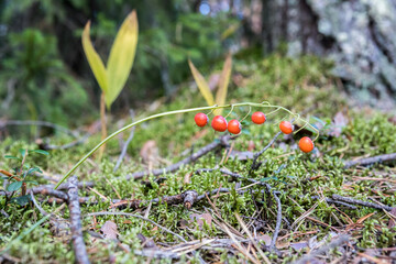 Lily of the valley flower. Red berries of lily of the valley. Seeds.