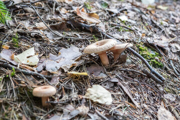 Light mushrooms in grass and moss. Flywheels mushrooms. Goats mushrooms. Edible mushrooms. Forest harvest. Focus selected.