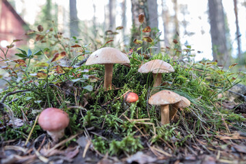 Boletus mushrooms, porcini, moss. Forest mushrooms. Edible mushrooms. Dedicated focus.