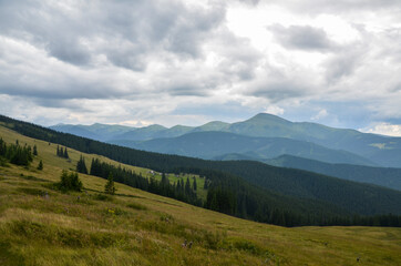 Large grassy meadow, slopes and forested hillsides of Carpathians. golden field in mountains with green trees against sky