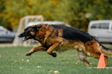 german shepherd in protection competition