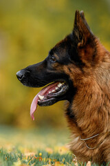 german shepherd portrait on autumn background