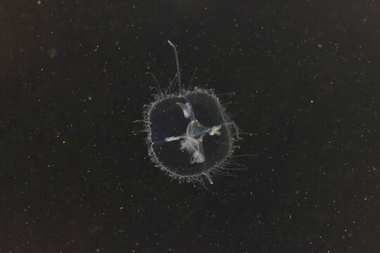 Fresh-water invasive Jellyfisch Craspedacusta sowerbyi swimming