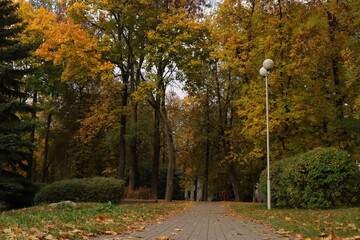 Golden autumn in the city park