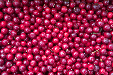 Wild berries - cranberries, lingonberries, blueberries. Close-up.