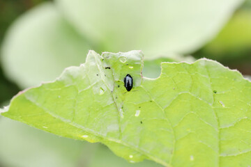 Cabbage Stem Flea Beetle (Psylliodes chrysocephala) on radish leaves. It is an important pest of the cruciferous plants 