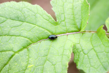 Cabbage Stem Flea Beetle (Psylliodes chrysocephala) on radish leaves. It is an important pest of the cruciferous plants 