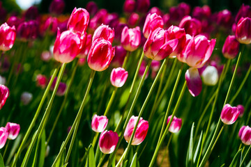 風に揺れるたくさんのチューリップ