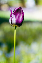紫色のチューリップ1輪