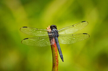 Blue dragonfly with a green background