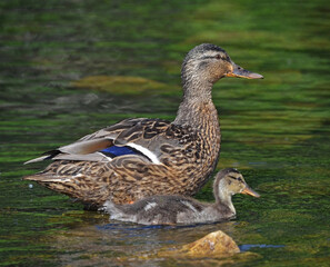 Mother duck with duckling