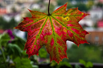 Wielobarwny jesienny liść klonu  (Acer L.) . Drzewo klon. Multicolored autumn maple leaf. Maple tree. 