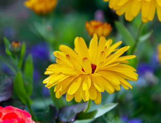 Petals of calendula flower in the evening diffused light.
