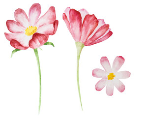 Watercolor flower, pink, hand drawing