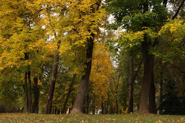 Fototapeta premium Yellowed leaves on trees in a city park