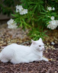 white cat 