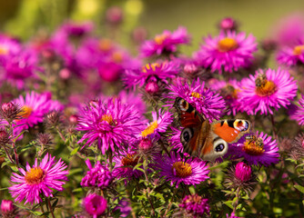 Motyl Rusałka Pawik na tle fioletowych kwiatów
