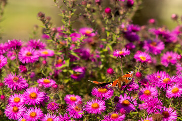 Motyl Rusałka Pawik na tle fioletowych kwiatów
